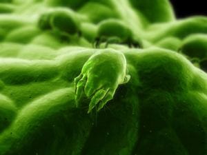 Dermatite atopica e allergia agli acari